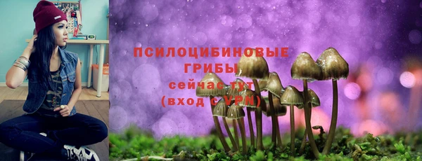 гашик Пересвет