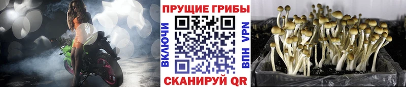 закладка  Касимов  Галлюциногенные грибы Psilocybine cubensis 